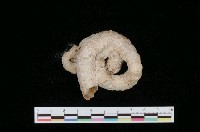 藏品(大蛇螺)的圖片